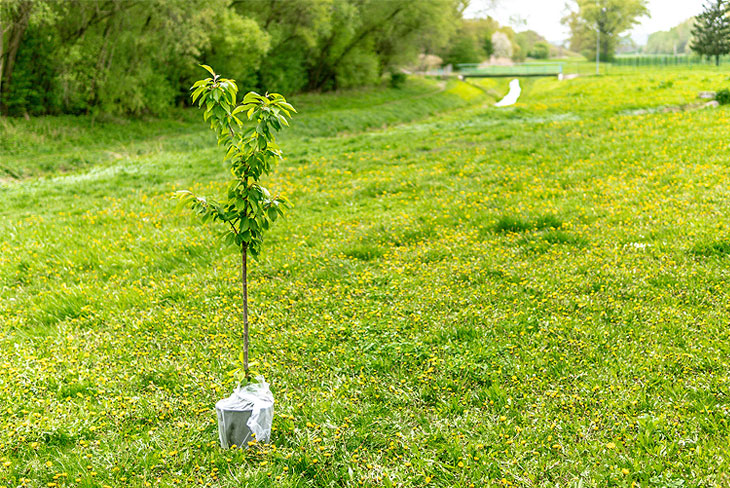 Pourquoi devrions-nous planter des arbres?