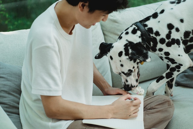 Suis-Je Couvert?: Morsures De Chien Et Assurance Locataire
