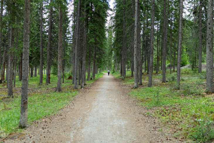 8 des arbres les plus célèbres de la culture populaire