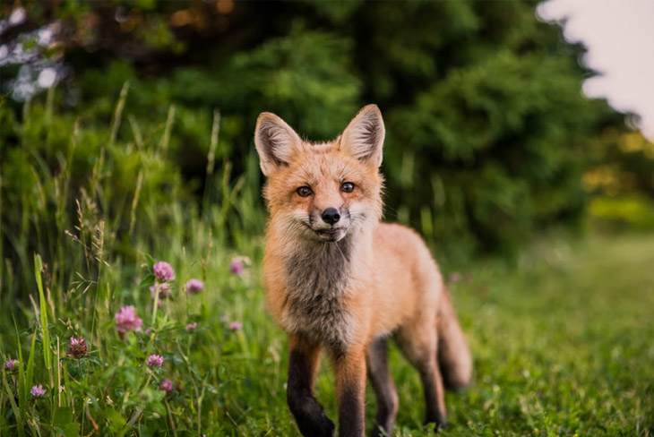 6 Façons Vous Pouvez Soutenir Les Efforts De Conservation De La Faune